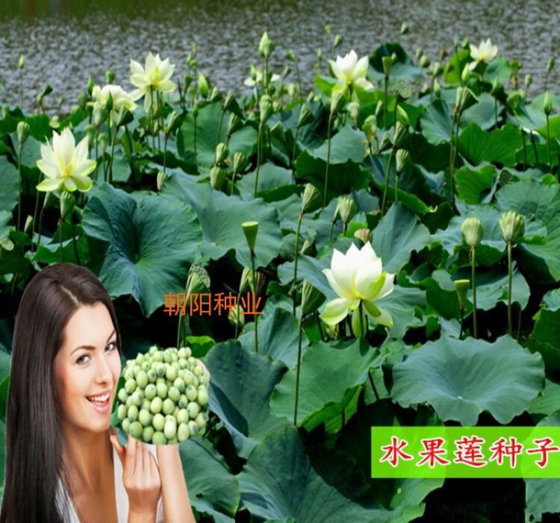 大型磨盘水果莲子种一亩三斤用量