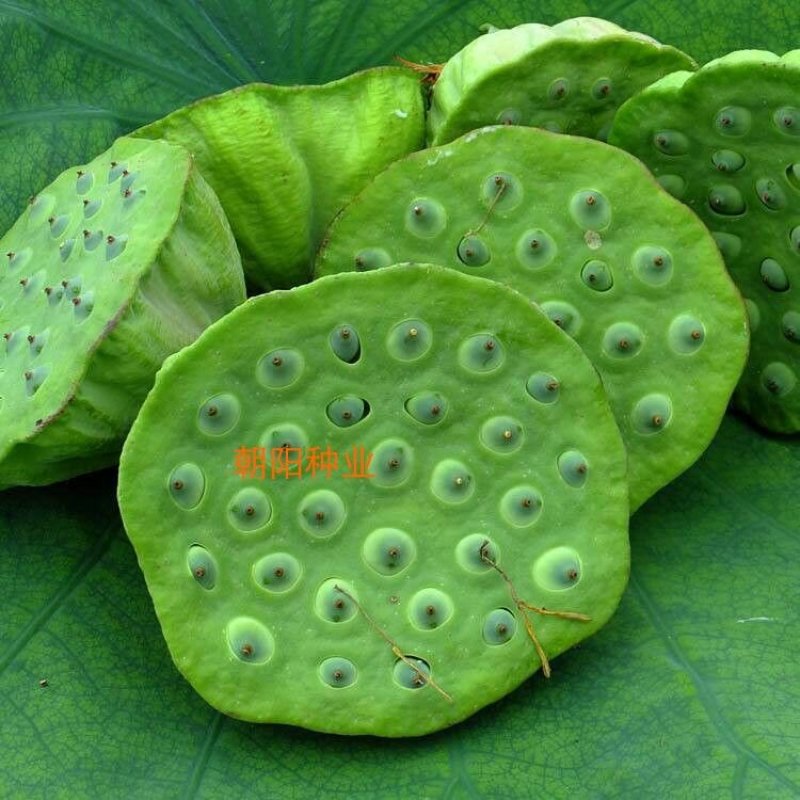 大型磨盘水果莲子种一亩三斤用量