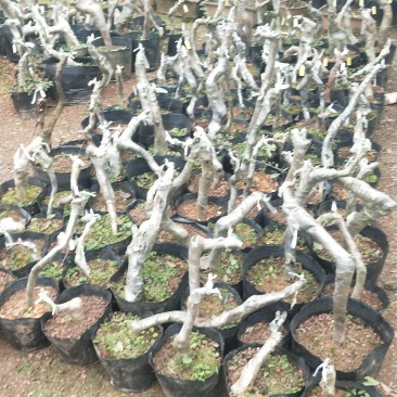 金蛋子小山灌木，生桩，现挖，现发货不包邮