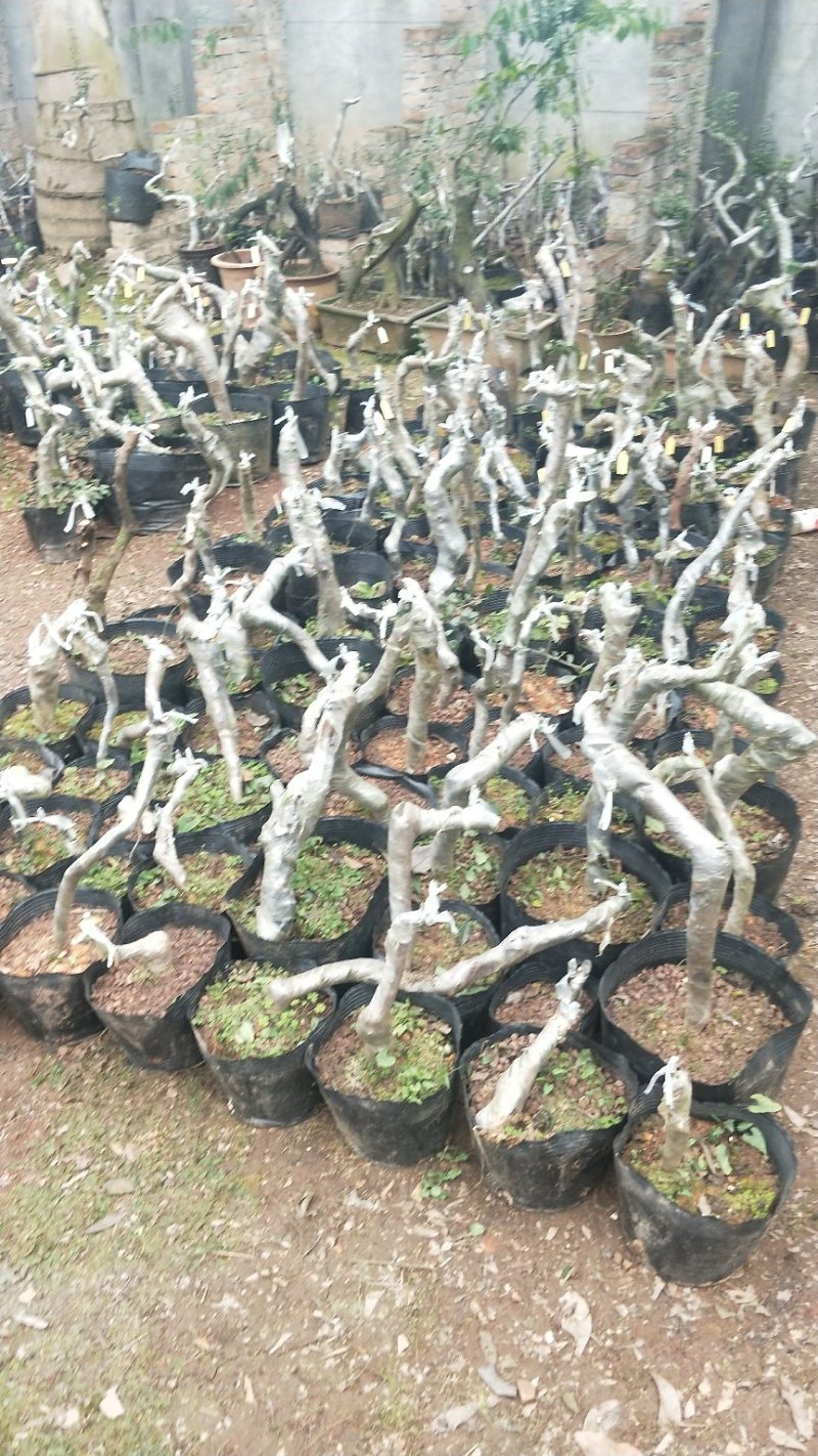 金蛋子小山灌木，生桩，现挖，现发货不包邮