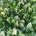 大叶菠菜
