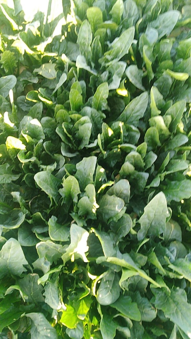 大叶菠菜