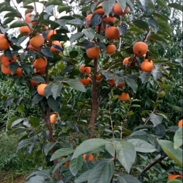 甜柿苗