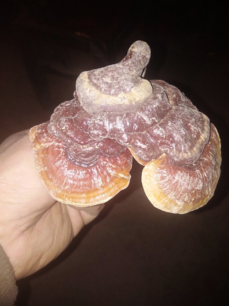 灵芝菌十斤包邮产地发货
