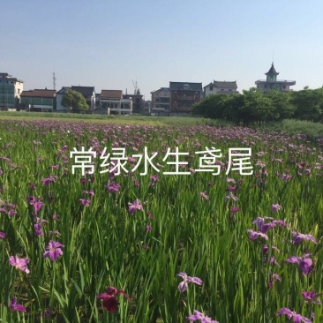 常绿水生鸢尾基地直销物美价廉