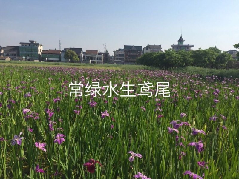 常绿水生鸢尾基地直销物美价廉