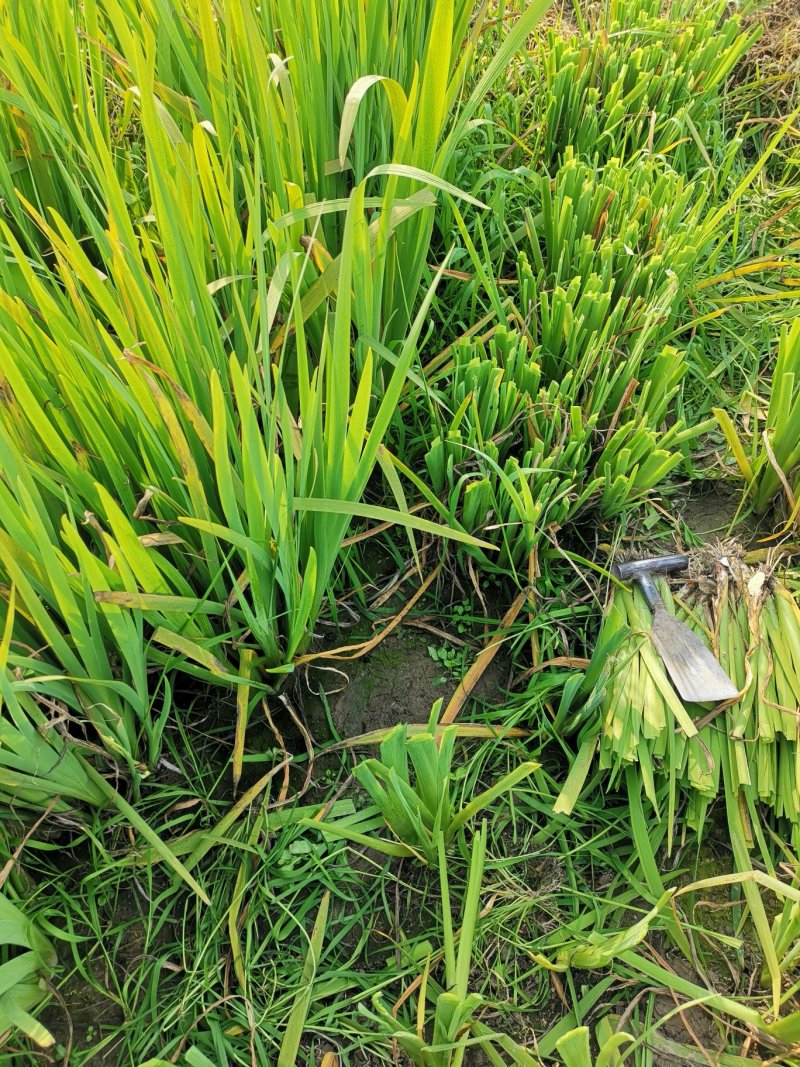 常绿水生鸢尾基地直销物美价廉