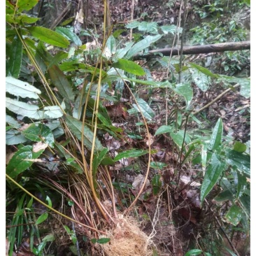 淫羊藿种苗现挖现发2之5天发货50棵起批