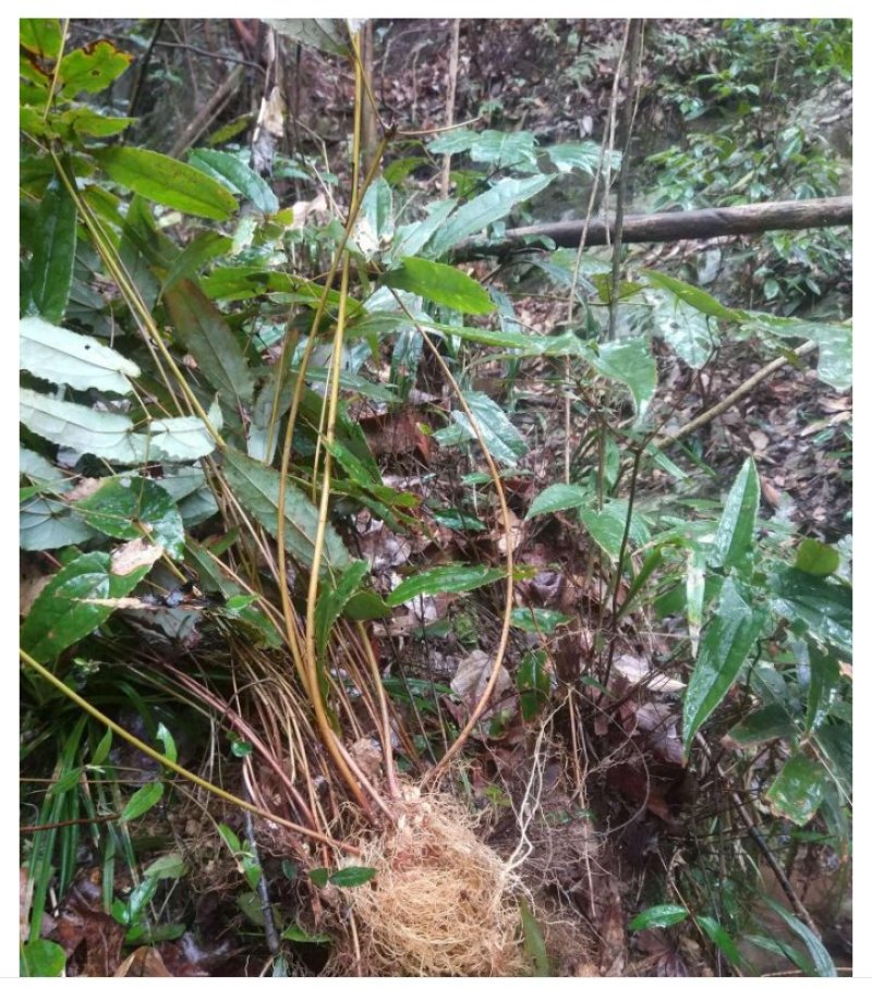 淫羊藿种苗现挖现发2之5天发货50棵起批