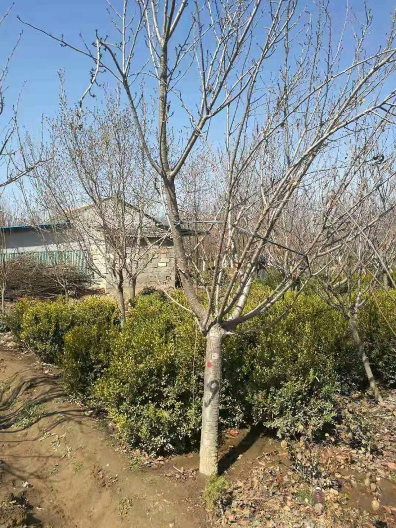 樱花树