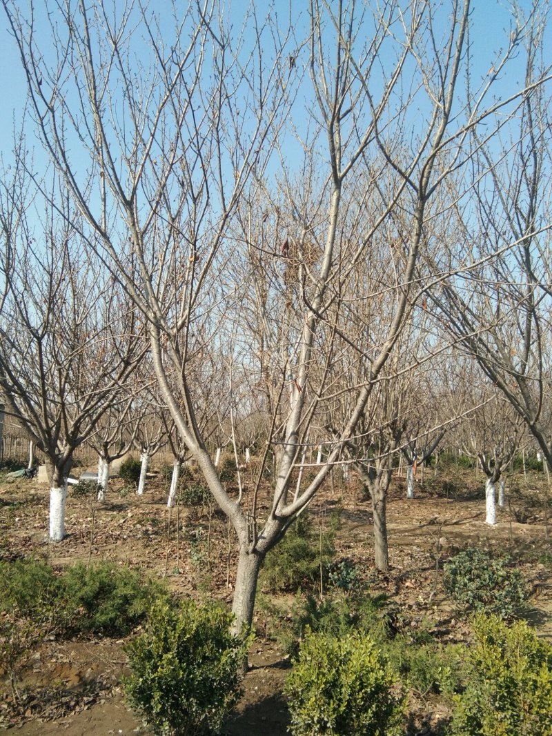 樱花树