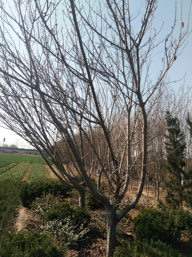 樱花树