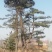 松树