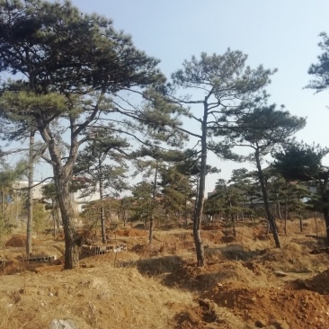 松树