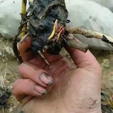 睡莲水生植物基地直销物美价廉