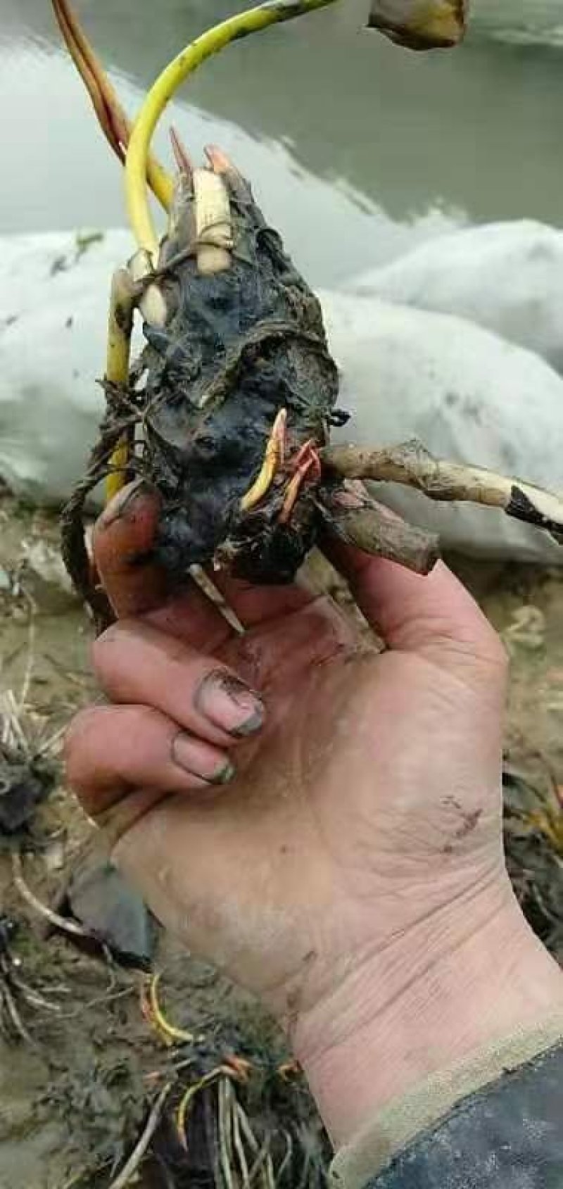睡莲水生植物基地直销物美价廉