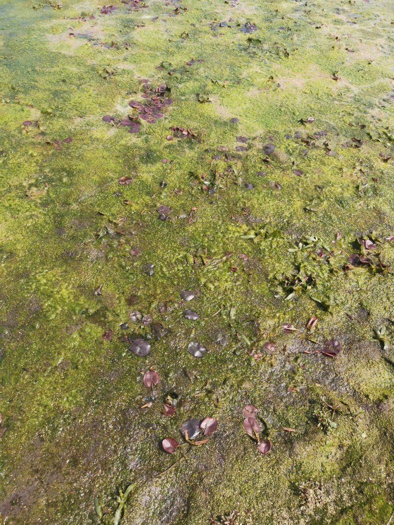 睡莲水生植物基地直销物美价廉
