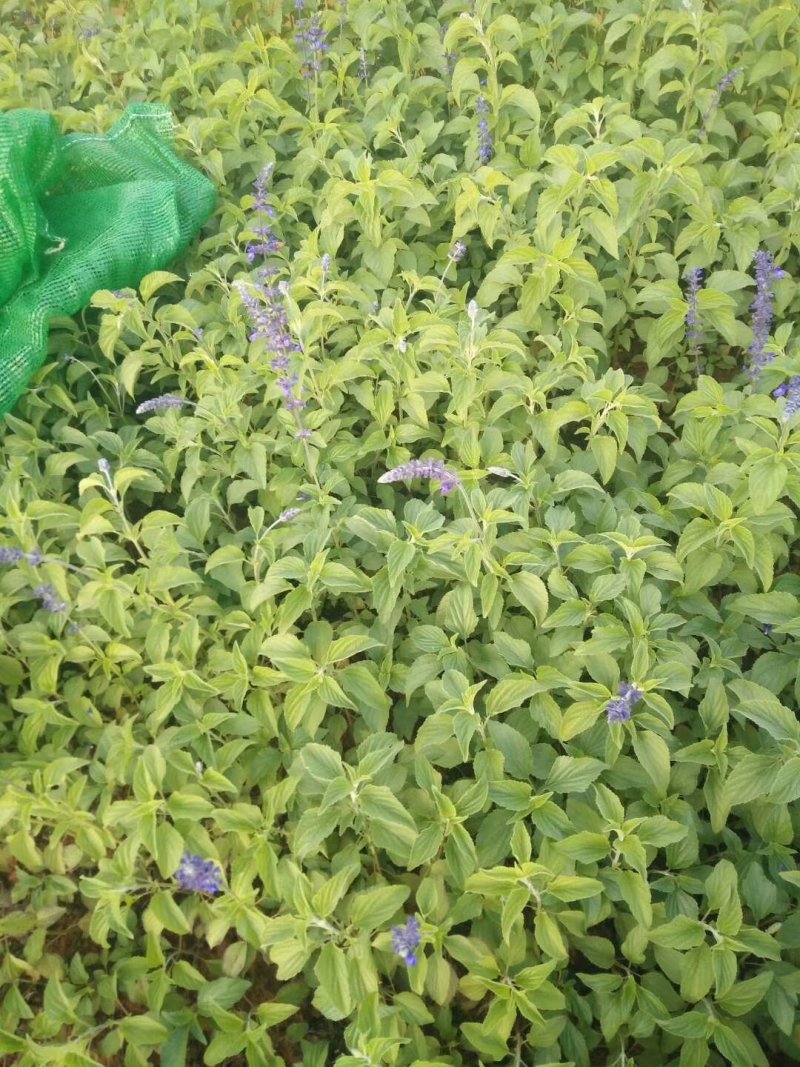 兰花鼠尾草，多年生草本，小袋，盆栽，一手货源！
