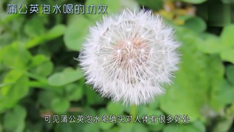 长白山蒲公英叶婆婆丁古古丁东北蒲公英