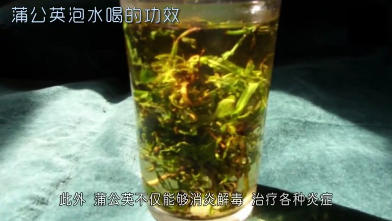 长白山蒲公英叶婆婆丁古古丁东北蒲公英