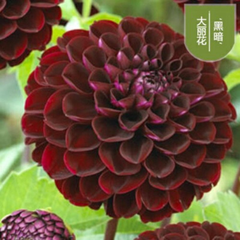进口球根花卉大丽菊花大丽花种球庭院种植盆栽植