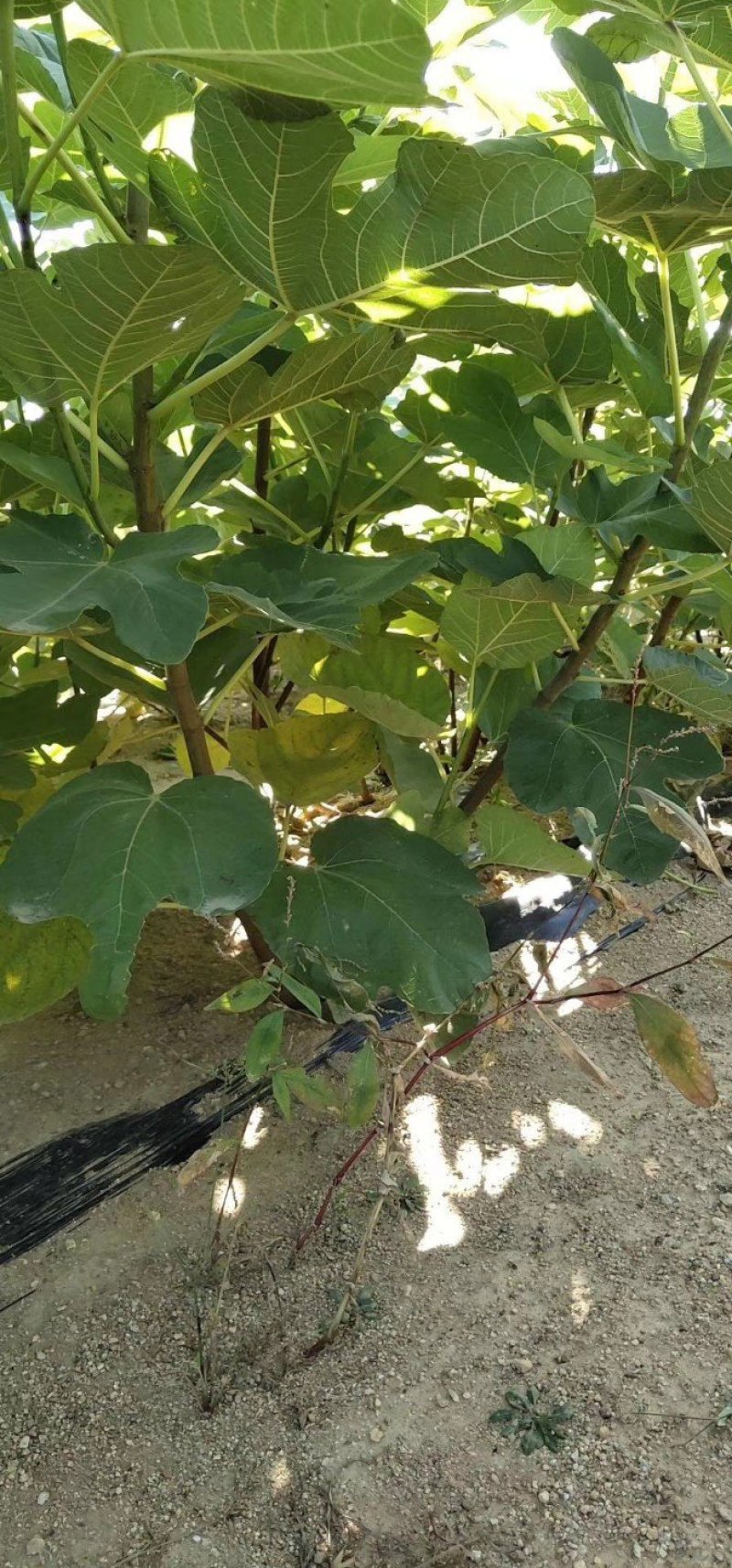 威海乳山青皮无花果苗