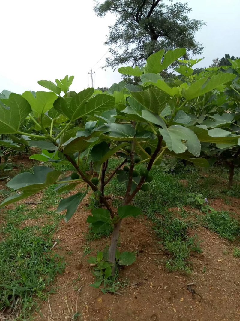 威海乳山青皮无花果苗