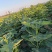 威海乳山青皮无花果苗