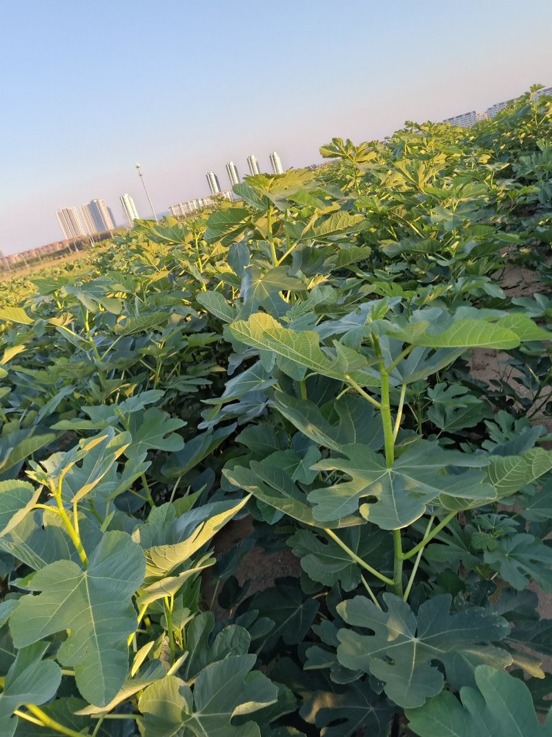 威海乳山青皮无花果苗