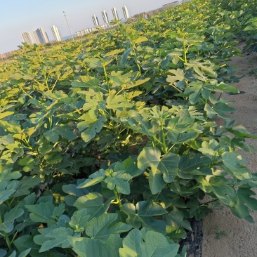 威海乳山青皮无花果苗