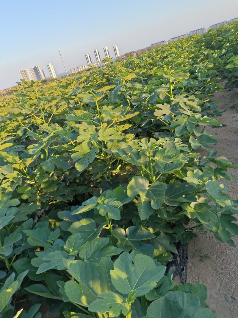 威海乳山青皮无花果苗