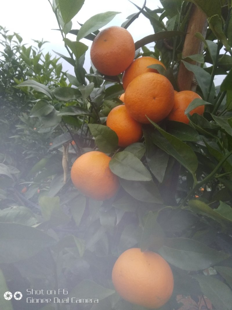 广西沃柑，超过蜂蜜甜，大量出售产地直销