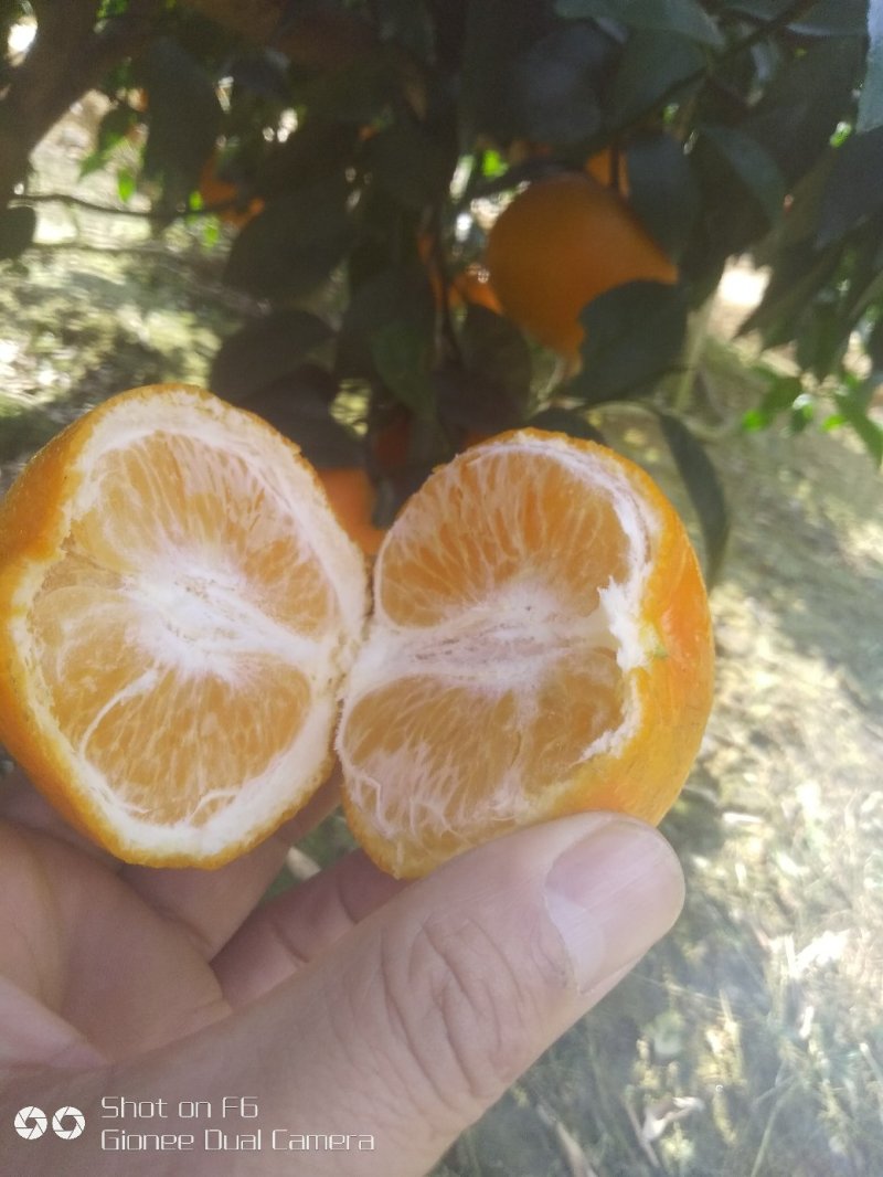 广西沃柑，超过蜂蜜甜，大量出售产地直销