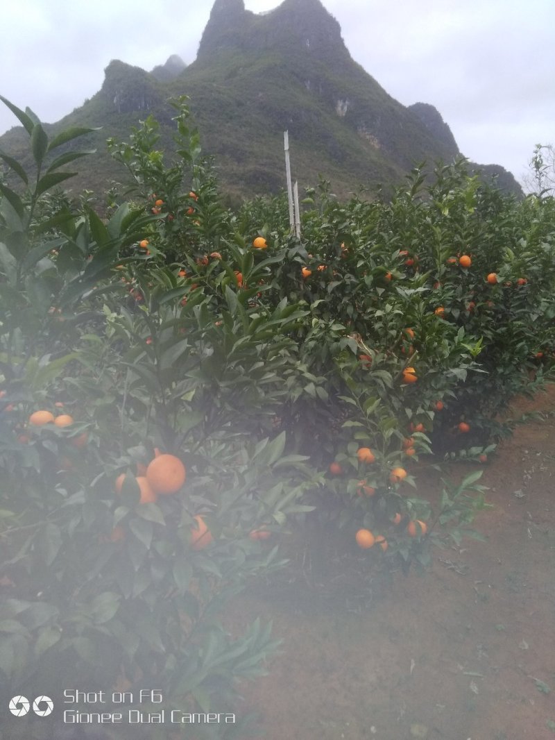 广西沃柑，超过蜂蜜甜，大量出售产地直销