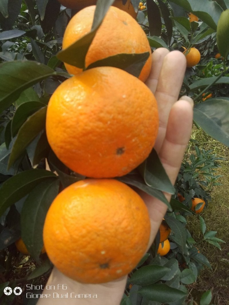 广西沃柑，超过蜂蜜甜，大量出售产地直销