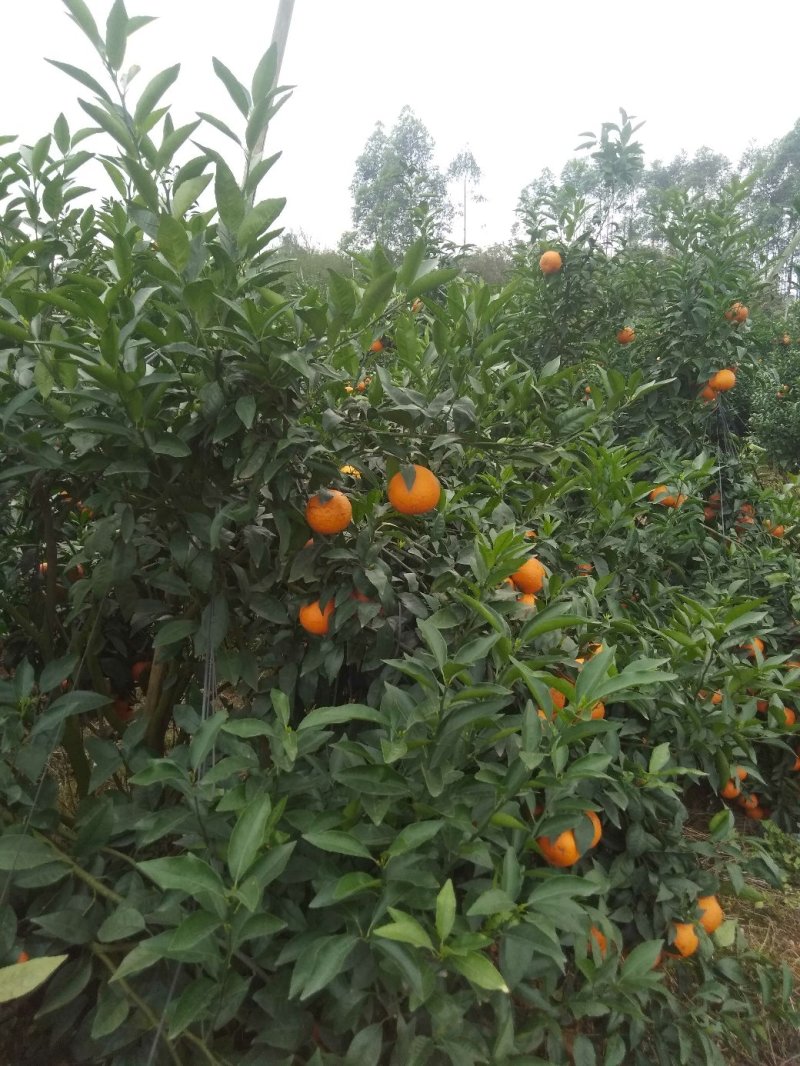 广西沃柑，超过蜂蜜甜，大量出售产地直销