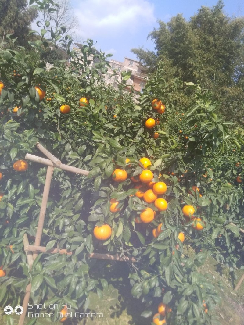 广西沃柑，超过蜂蜜甜，大量出售产地直销