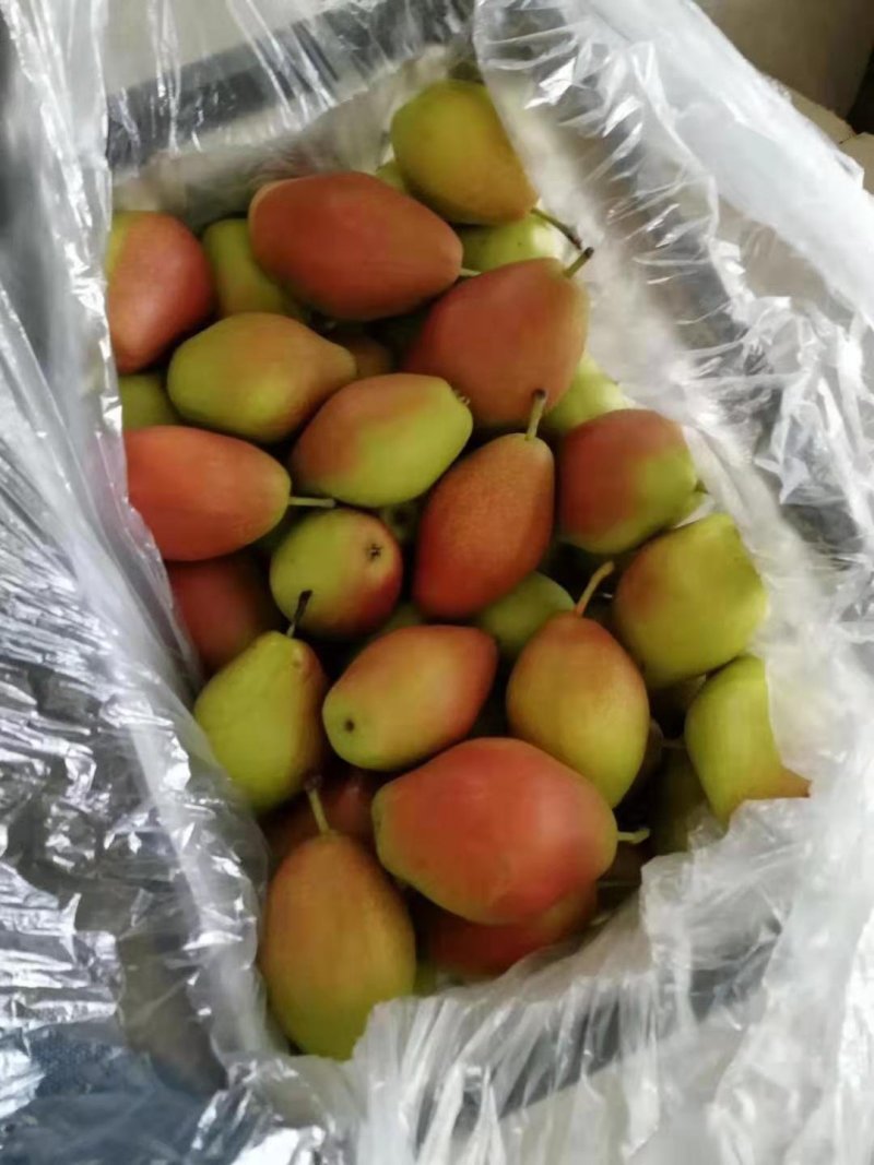 红香酥梨甜脆汁多，肉细，口感好吃，产地直销，每天供应