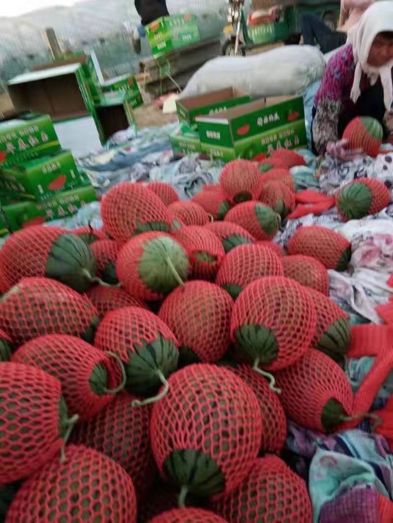 早春红玉西瓜，包熟包甜，保质量，地头装货