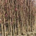 紫玉兰4公分55装车价1-15苗圃大量供应