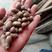 山东山药豆大量上市中产地代发全国各地需要的联系