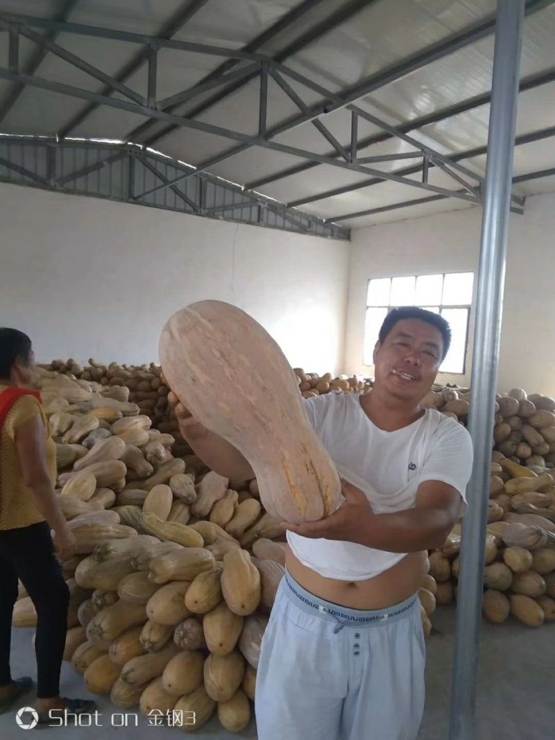 南瓜种子苗子