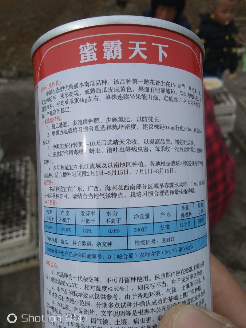 南瓜种子苗子