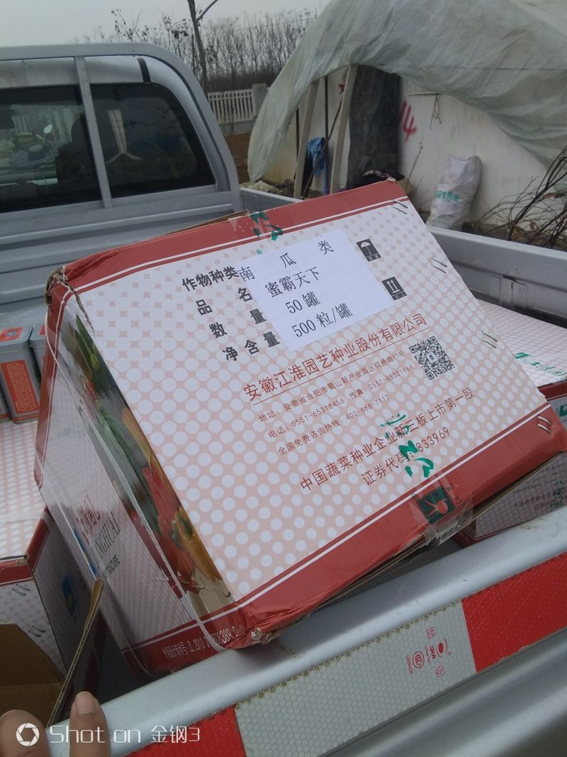 南瓜种子苗子