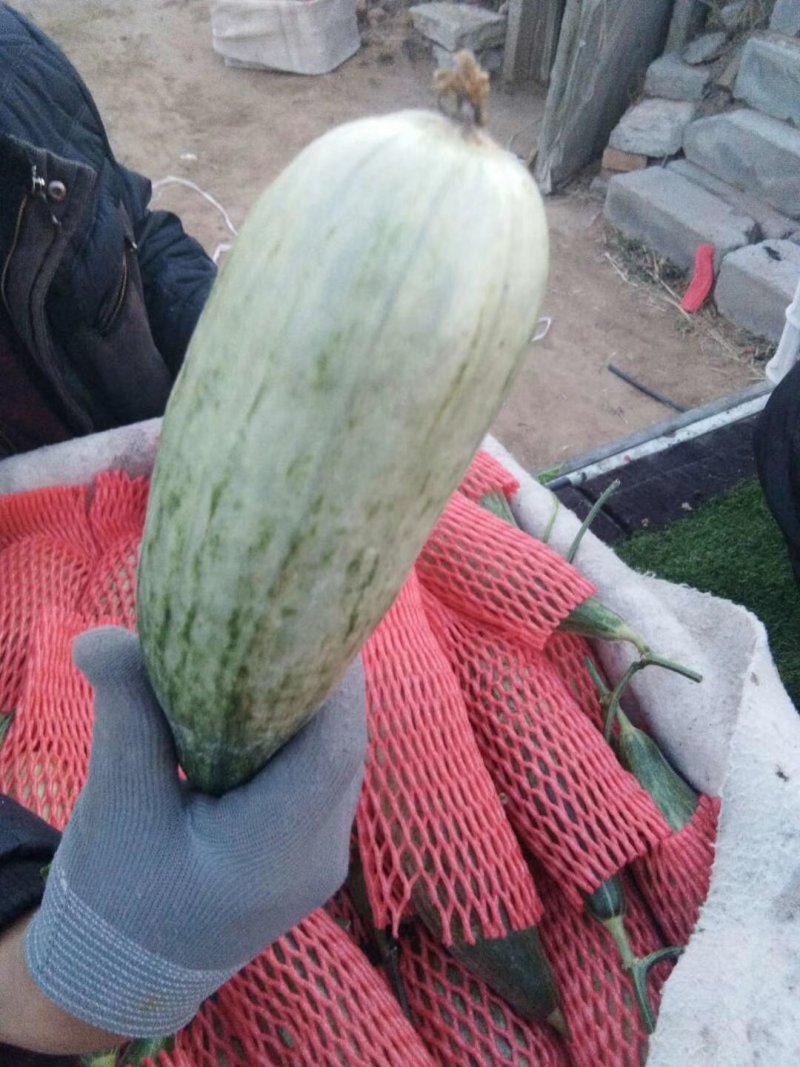 羊角蜜甜瓜，脆甜爽口，支持一件代发，提前订货