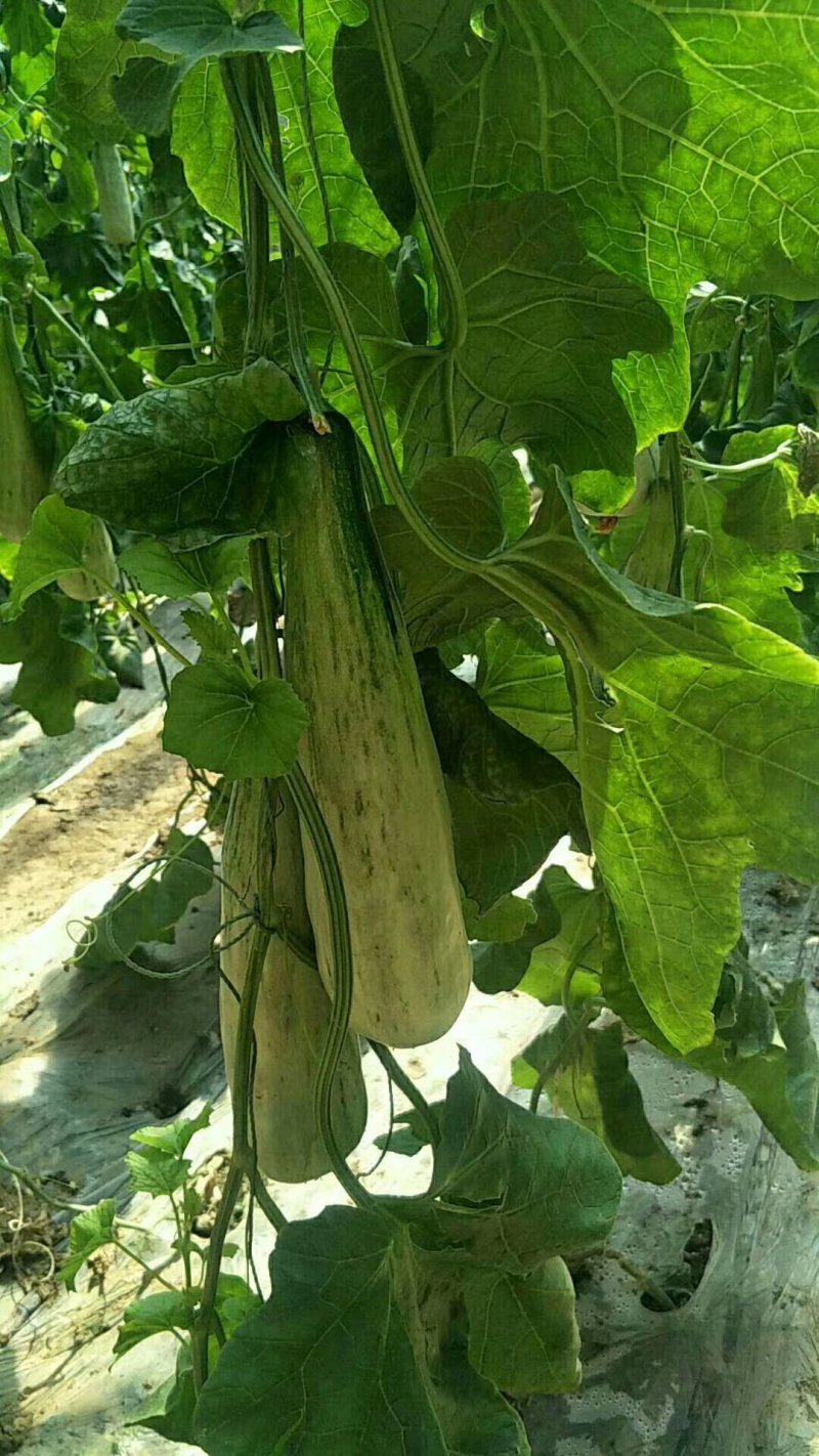 羊角蜜甜瓜，脆甜爽口，支持一件代发，提前订货