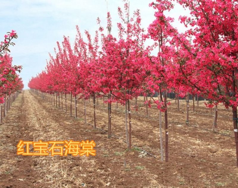 高杆西府海棠垂丝海棠北美红宝石海棠树苗绿化工程苗木庭院风