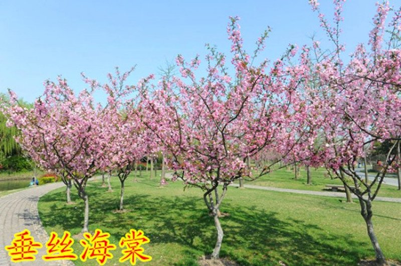 高杆西府海棠垂丝海棠北美红宝石海棠树苗绿化工程苗木庭院风
