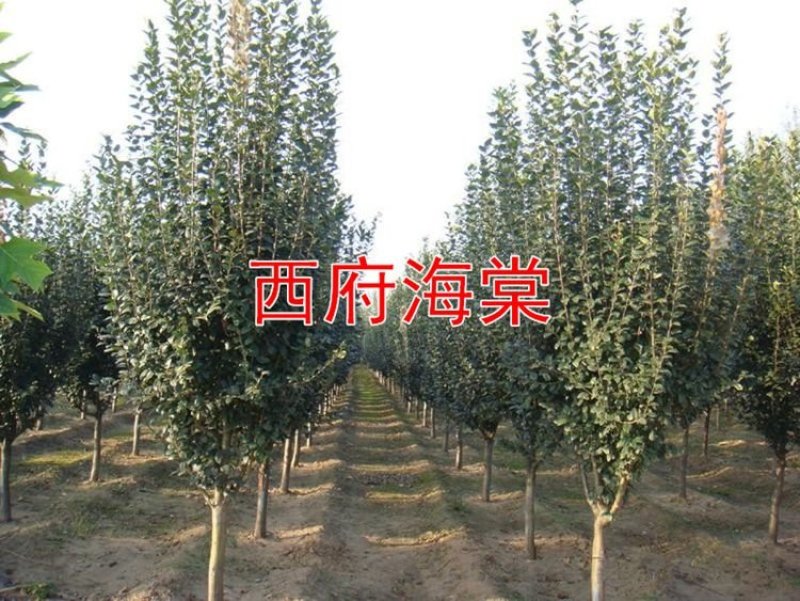 高杆西府海棠垂丝海棠北美红宝石海棠树苗绿化工程苗木庭院风