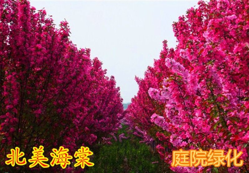 高杆西府海棠垂丝海棠北美红宝石海棠树苗绿化工程苗木庭院风